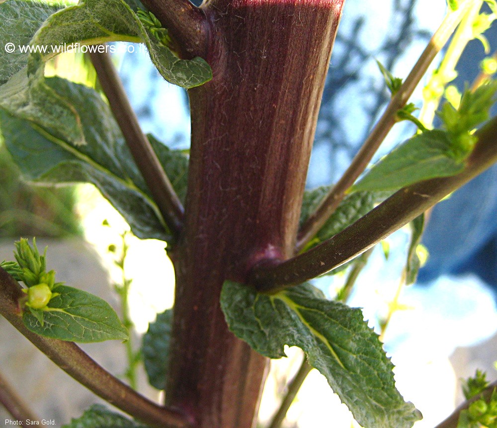 Verbascum qulebicum